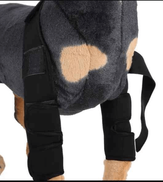 Dog Knee Brace and Leg Protector for Injury Recovery